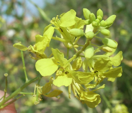 Brassica nigra (L.) W. D. J. Koch